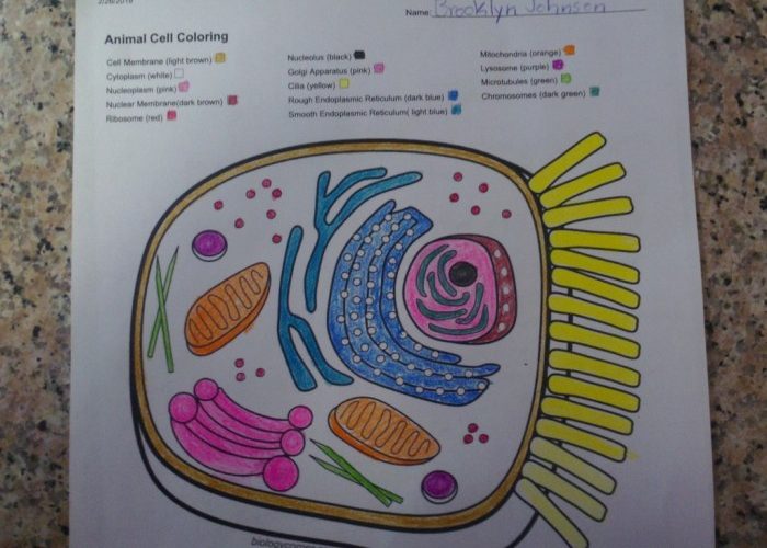 Animal Cell Coloring Sheet Answer Key PDF