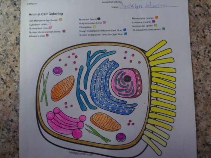 Animal and plant cell coloring answer key