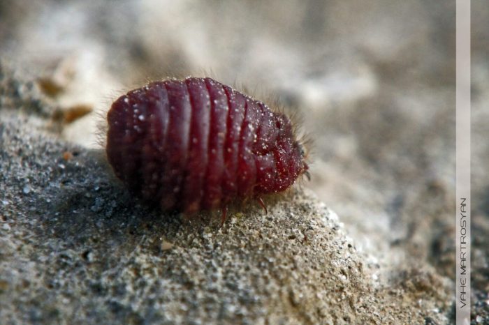 Red food coloring made from bugs