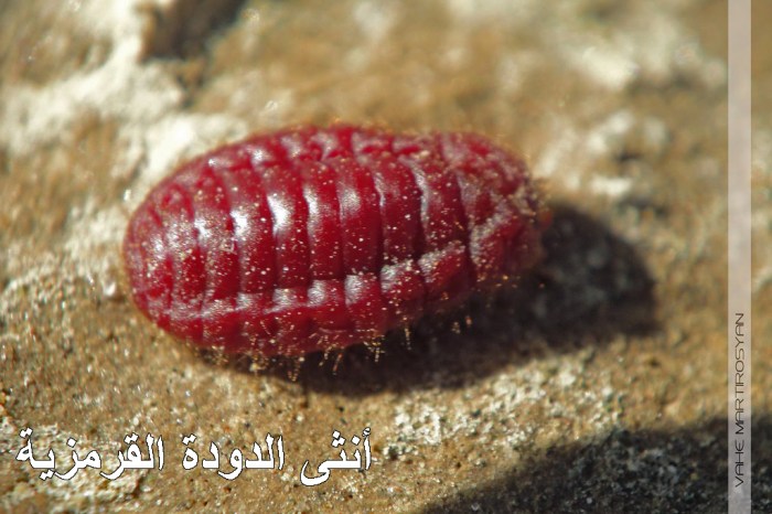 Red Food Coloring Made From Bugs