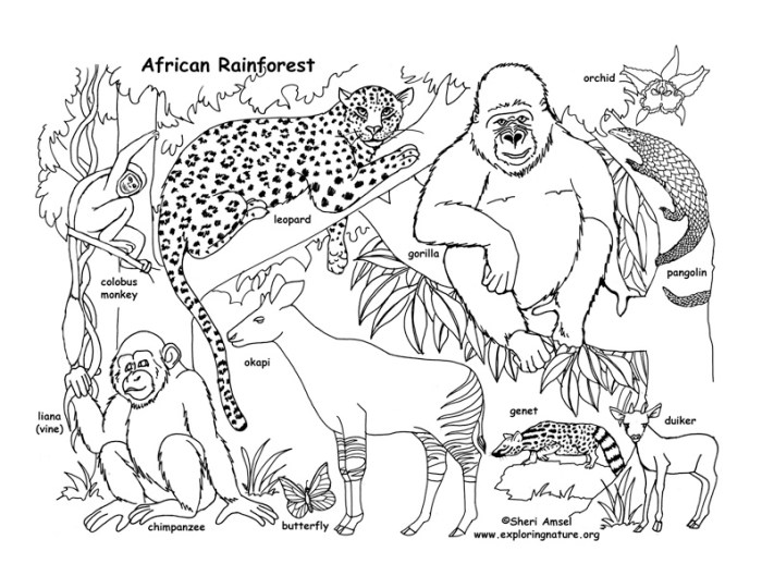 African rainforest animals coloring pages