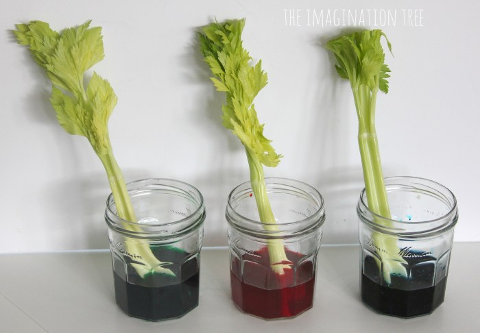 Celery experiment food coloring two water color blue plant experiments red stalk leaves science using children plants choose board activities