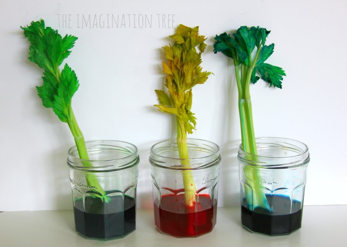 Celery food coloring science experiment