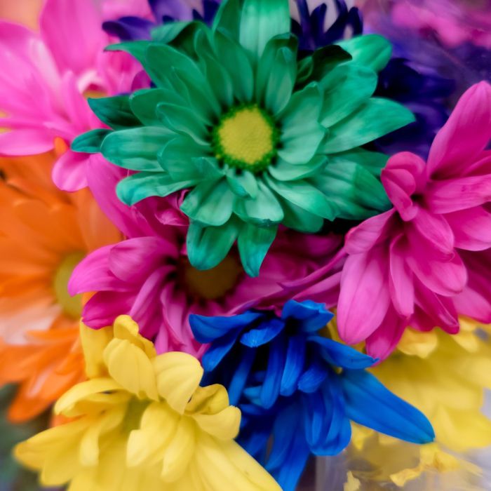 How to dye flowers using food coloring