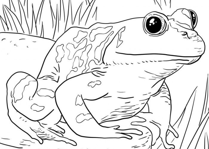 Animal Coloring Pages for Kids Printable A Fun Learning Tool