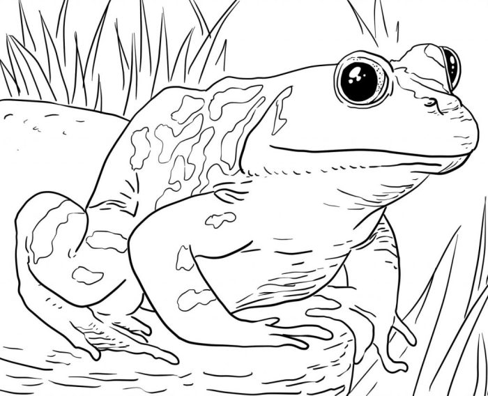 Animal coloring pages for kids printable