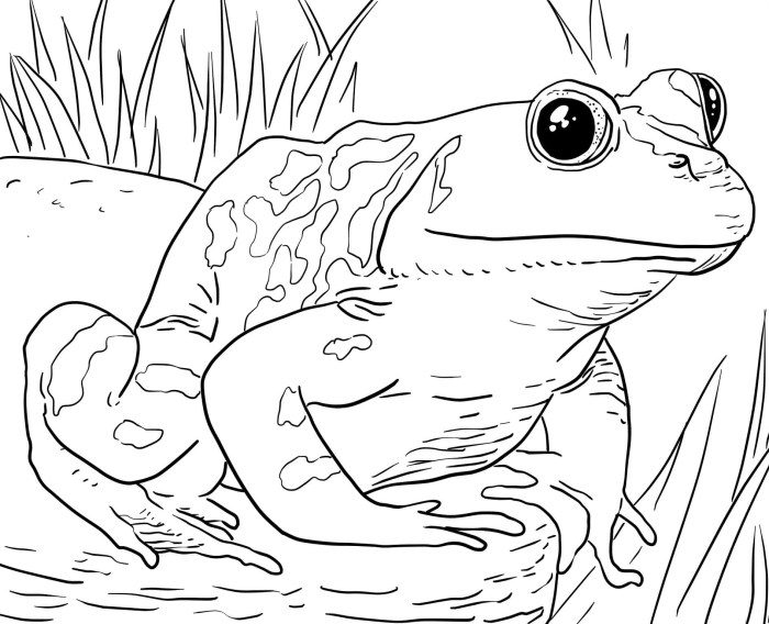 Free coloring book animals