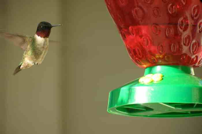 Hummingbird red food coloring