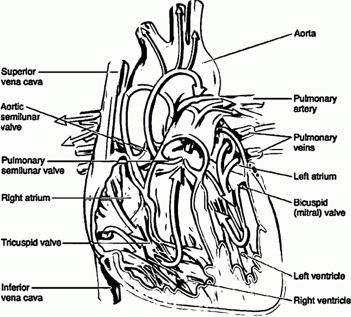 Animal anatomy coloring book