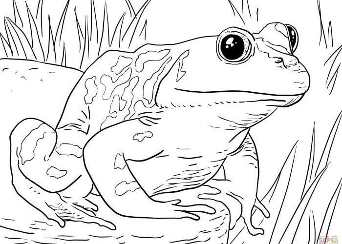 Free Coloring Book Animals A Comprehensive Guide