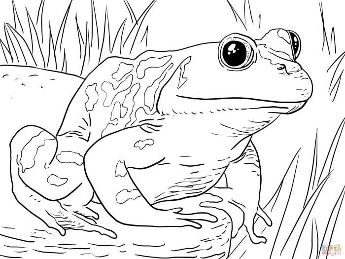 Free coloring book animals