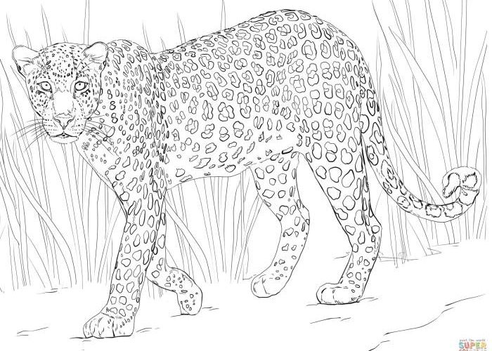 Coloring Pages of African Animals A Wild Adventure