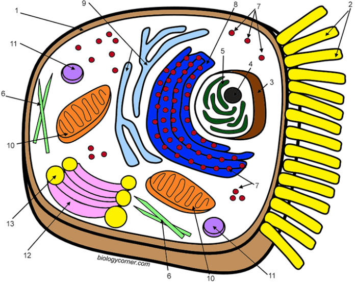 Animal and plant cell coloring answer key