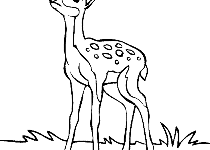 Coloring Pages of Animals Deer Fun & Facts