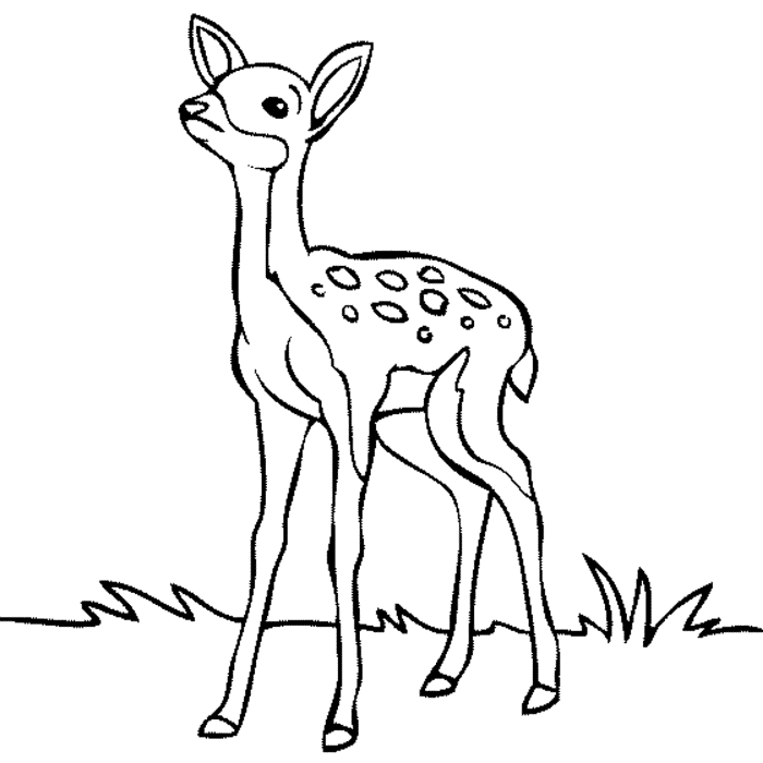 Coloring pages of animals deer