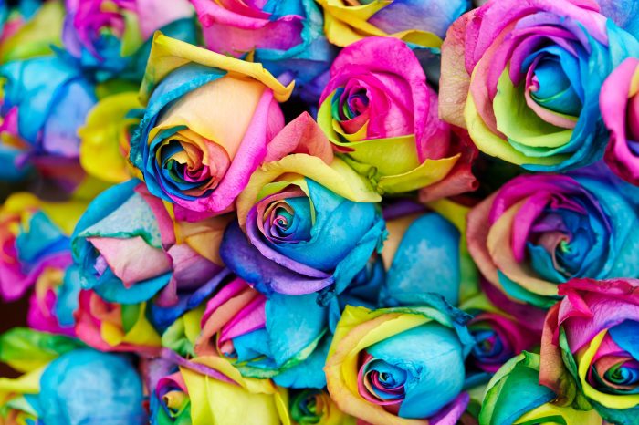 How to dye flowers using food coloring